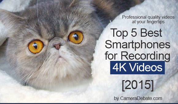 Cute cat 4K banner